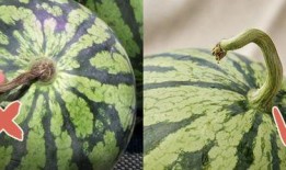 猴王吃瓜led素材