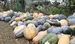 哨头村吃瓜,夏日吃瓜盛宴，感受乡村田园生活