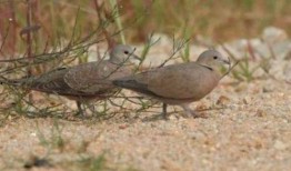 印第安老斑鸠吃瓜,印第安老斑鸠的瓜田奇遇记