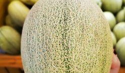 润雪蜜瓜怎么吃,尽享夏日清新美味