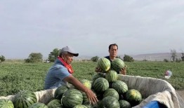 云母吃瓜,揭秘瓜界风云