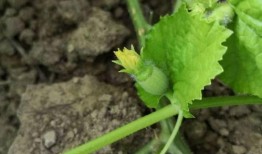 金瓜吃瓜视,揭秘网络红人的崛起之路