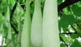 长期吃二瓜,长期食用二瓜的健康益处揭秘