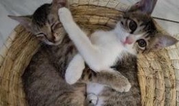 吃瓜猫在线试听,在线试听带你领略独特魅力