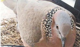 印第安老斑鸠吃瓜,印第安老斑鸠的瓜田奇遇记