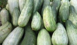 吃酥瓜视频,视频带你领略夏日清凉