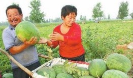 哨头村吃瓜,夏日吃瓜盛宴，感受乡村田园生活