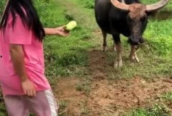 牛吃不吃水瓜,探究牛是否食用水瓜之谜