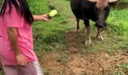 牛吃不吃水瓜,探究牛是否食用水瓜之谜