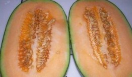 吃哈密瓜可以吃韭菜吗