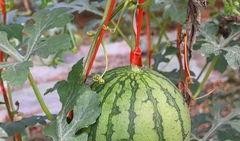 吃瓜福利在线,带你领略线上娱乐新风尚