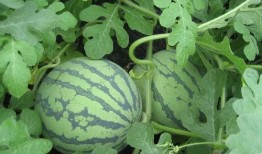 soul广场吃瓜,吃瓜群众的热议焦点