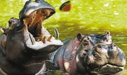 全美美业河马吃瓜,揭秘全美美业河马现象背后的秘密