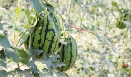 快速吃瓜后续,揭秘娱乐圈风云再起