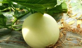 吃瓜在哪投稿,轻松成为热门话题制造者