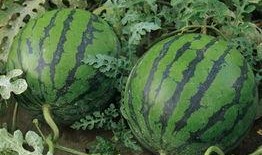 吃瓜自己也成瓜,我的成长之旅