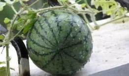 瓢盆里吃瓜,夏日悠闲生活剪影