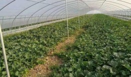 青农假山吃瓜,一场别开生面的夏日盛宴