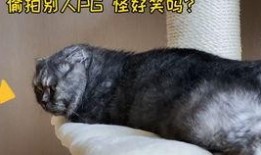 猫圈吃瓜,揭秘吃瓜群众的狂欢盛宴