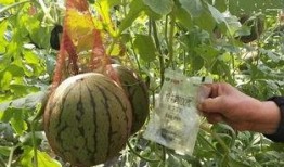 吃瓜纸条,吃瓜群众眼中的明星幕后故事