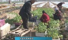 台前县吃瓜事件,一场网络热议背后的真相与反思