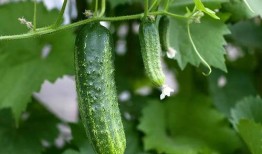 大家吃瓜都在什么软件吃,全民吃瓜，瓜源何处？