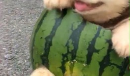 狗吃瓜视频,狗狗的欢乐吃瓜时光