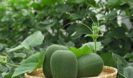 秋季吃瓜的功效,吃瓜也能润燥养颜