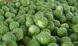 梦见瓜地里吃瓜,瓜地寻瓜，甜蜜滋味揭秘