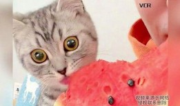 吃小猫的瓜,揭秘吃小猫瓜背后的惊人真相