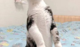 吃瓜猫在线试听,在线试听带你领略独特魅力