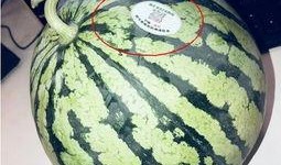 南北吃瓜网红,一场舌尖上的文化盛宴