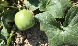 金瓜吃瓜视,揭秘网络红人的崛起之路