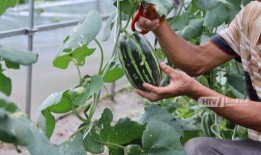 杭州吃瓜最新视频,揭秘网红美食背后的故事