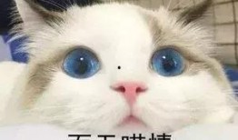 猫圈吃瓜,揭秘吃瓜群众的狂欢盛宴