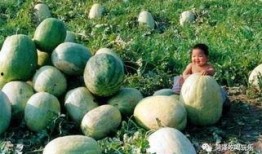 山东吃瓜热门事件,一场吃瓜群众的狂欢与反思