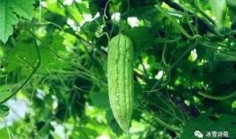 大暑吃烧瓜好吗,传统美食的现代益处