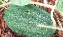 寻瓜吃开心,开心吃瓜，畅享夏日清凉