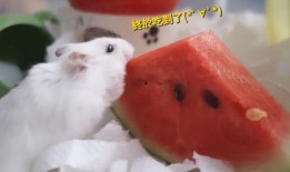 吃瓜的鼠类,揭秘鼠类社交新风尚