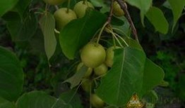 高温天气唯有吃瓜,唯有吃瓜解暑降温