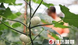 白雪吃的瓜,探寻瓜果中的甜蜜时光