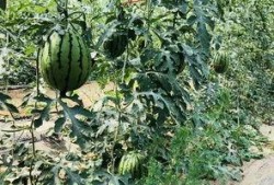 北圈吃瓜,揭秘娱乐圈背后的那些事儿