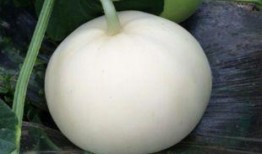 梨瓜直接吃,直接食用尽享自然美味