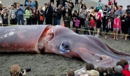 巨型鱿鱼吃瓜视频,海洋巨兽的“甜蜜”对决