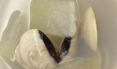 空腹吃白瓜好吗,空腹食用白瓜的利弊分析