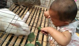 兔子可以吃焦瓜吗,营养与安全的探讨