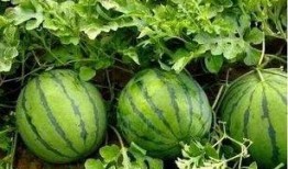 如何不错过吃瓜,不错过任何一瓜的独家秘籍