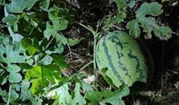 两个人吃瓜,两位吃瓜者的欢乐时光