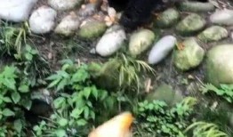 熊猫吃瓜萝卜南瓜,瓜、萝卜、南瓜的诱惑