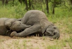 吃瓜小象,揭秘娱乐圈那些不为人知的幕后故事